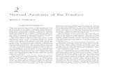 Kent State University - Normal Anatomy of the Forefoot · 2020. 5. 27. · NORMAL ANATOMY OF THE FOREFOOT 9 Distal phalanges The growth plate (epiphyseal plate) is a cartilaginous