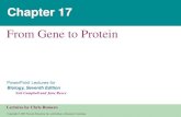 From Gene to Protein · 2016. 11. 23. · •Los mecanismos de terminación son diferentes en procariotas y eucariotas •En los procariotas, la polimerasa se detiene la transcripción