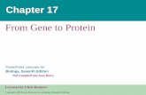 From Gene to Protein · 2018. 6. 12. · • En procariotas, ARNm producido por la transcripción se traduce inmediatamente y sin más procesamiento • En una célula eucariótica,