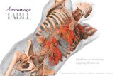 Real Human Anatomy Digitally Restored. · 2018. 5. 24. · Table is created by using real human cadavers. The cadavers are frozen without embalming chemicals, preserving the true