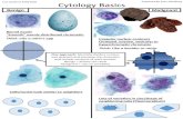 Cytology Basics - University of California, Davis · 2020. 8. 30. · Last updated: 8/30/2020 Cytology Basics Prepared by Kurt Schaberg Benign Malignant Round nuclei “Smooth”
