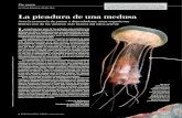 La picadura de una medusa - SCIENCE INTO IMAGES · 2019. 11. 18. · La picadura de una medusa Ante la presencia de presas o depredadores, estos organismos liberan uno de los venenos