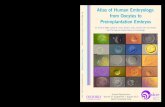 Atlas of human embryology: from oocytes to preimplantation embryos