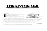 Living Sea Teacher Guide