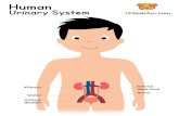Human Urinary System Kidne s Ureter Urinary Bladder ......Urinary System Kidne s Ureter Urinary Bladder 123kidsfun.com Inferior Vena Cava Ao ta Created Date 1/19/2018 2:07:18 PM ...
