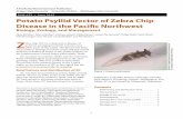 Potato Psyllid Vector of Zebra Chip Disease in the Pacific Northwest