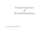 Carpal Ligaments Wrist Biomechanics