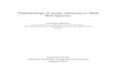 Pathobiology of Avian Influenza in Wild Bird Species
