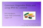 Common Vegetable Pests and using IPM for control
