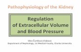 Regulation of Extracellular Volume and Blood Pressure