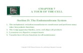 CHAPTER 7 A TOUR OF THE CELL Section D: The Endomembrane System