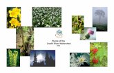 Plants of the Credit River Watershed