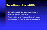 Brain Research on ADHD