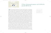 CHAPTER 6 The Structures of DNA and RNA - Kenyon College