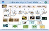 Lake Michigan Food Web - NOAA Great Lakes Environmental Research