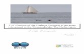 The presence of the Harbour Porpoise ( Phocoena ) in the