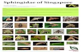 Sphingidae of Singapore - Penang Butterfly Farm