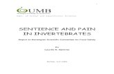 SENTIENCE AND PAIN IN INVERTEBRATES