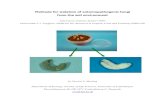 Methods for isolation of entomopathogenic fungi from the soil
