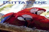 The Magazine of the - parrots · 2017. 1. 13. · Punta Islita in a breeding aviary, there is a tiny Scarlet Macaw chick, its eyes not even open yet, that is being ferociously protected