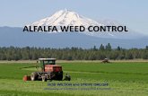 ALFALFA WEED CONTROL - UCANRBuctril .25 Buctril 0.5 Pivot .063 Pivot .094 % Control Late Early Pursuit Pursuit Established Alfalfa Weed Control •Established alfalfa is great competitor