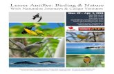 Lesser Antilles: Birding & Nature - naturalistjourneys.com...Naturalist Journeys, LLC is an equal opportunity service provider and committed to the goal of ensuring equal opportunity
