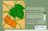Jatropha as an alternative biofuelJatropha as an alternative biofuel: Hope or Hype? Wagner Vendrame Associate Professor TREC, Homestead Heller, 1996