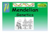 Mendelian - Weeblymrmattes.weebly.com/.../2/23225208/mendeliangenetics_pp.pdf · 2020. 8. 26. · Mendelian Genetics. Introduction to Genetics ... on genetics, but on all of science,