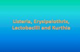 Listeria, Erysipelothrix, Lactobacilli, Kurthia...Erysipelothrix •Laboratory ID Erysipelothrix rhusiopathiae –Gram stain –Motility testing –Grow @ salt ?? –Hemolysis –Catalase