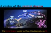 A center of the central dogma - KOCWcontents.kocw.net/KOCW/document/2015/korea_sejong/... · 2016. 9. 9. · DNA replication DNA RNA PROTEIN translation RNA-directed RNA polymerization