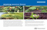 Stinking passion flower - Department of Agriculture and ...