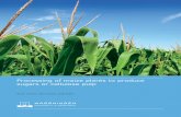Processing of maize plants to produce sugars or cellulose pulp