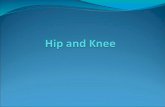 Hip And Knee