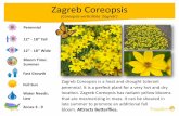 Zagreb Coreopsis - cdn.hibuwebsites.com