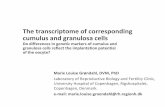 The transcriptome of corresponding cumulus and granulosa cells