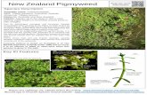 New Zealand Pigmyweed Scan for more