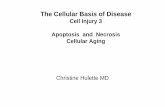 The Cellular Basis of Disease - Duke University