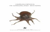 CEPHALOPODS IN GREENLAND WATERS - natur.gl