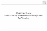 Class I pathway Prediction of proteasomal cleavage and TAP ...