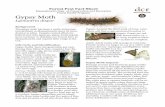 Forest Pest Fact Sheet - Mass