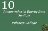 Photosynthesis: Energy from Sunlight Valencia College