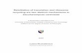 Translation reinitiation and ribosome recycling - PhD Thesis