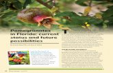 Pomegranates T in Florida: current