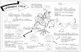 3 - Nitrogen Cycle Guided Graphic Notes