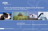 Sulfur-Assisted Biological Reduction of Nitrate