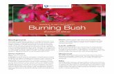 INVASIVE PLANT FACT SHEET Burning Bush
