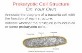 Prokaryotic Cell Structure On Your Own - BIOLOGY FOR LIFE