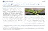 Yellowmargined Leaf Beetle: A Pest of Cole Crops