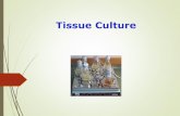 Tissue Culture - Deshbandhu College
