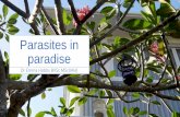 Parasites in paradise